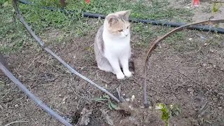 Stories of country cats - Do you like to listen to birds singing - We love it very much