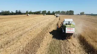 Repce betakaritás! 2022 XL Canola harvest! | 4x CLAAS Dominator 108 | Hegykői mezőgazdasági ZRT.