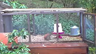 Squirrel getting zapped