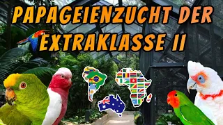 Papageienzucht der Extraklasse - Rosakakadu, Orangeköpfchen, Amazonen & andere Papageien im Portrait