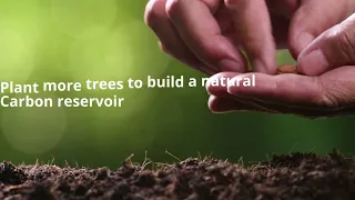 How many trees are required to compensate for a single human carbon emission