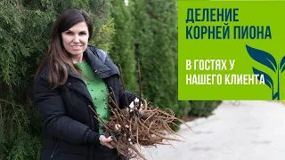 Деление корней ПИОНА. В гостях у нашего клиента.