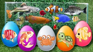 Colorful surprise eggs, lobster, snake, cichlid, betta fish, turtle, butterfly fish, discus #3