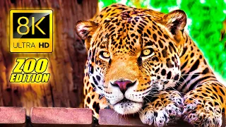 Visit to the Zoo in 8K ULTRA HD / An Amazing Zoo Trip