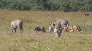 Black-backed jackals hunting warthog piglets