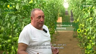 Hablamos del Tomate Alvalade RZ con Antonio José Martín. Sin blotching y para primaveras tempranas