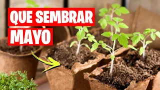 QUE SEMBRAR en MAYO (Calendario de Siembra) + TAREAS | La Huerta de Ivan 🌱