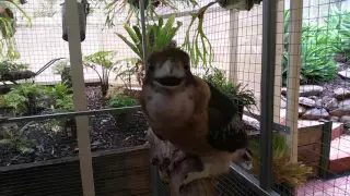 Laughing Kookaburra laughing.