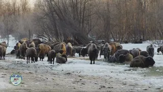 Стадное чувство - один из самых мощных инстинктов!