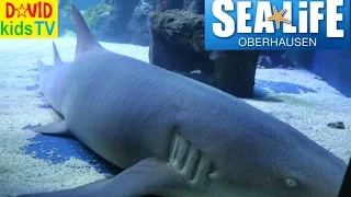 ►SEA LIFE #2 Акулы Скаты Обитатели морских глубин