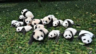 Aww Soo😍Funny And Cute Panda Compilation 🐼- How cute Video 2020 part -2