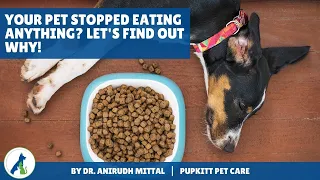 Loss of appetite in Dogs: Your dog is not eating anything? Let's find out why