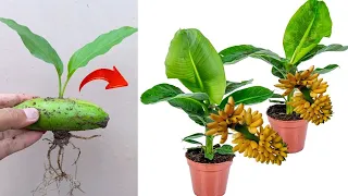 Best Skills!! How to graft Banana trees from banana fruit in pots