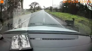 На трассе Калининград-Мамоново свора собак кидается на машины