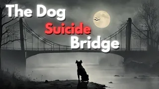 The Dog Suicide Bridge | The Strange Bridge That Kills Dogs | Historic Bar