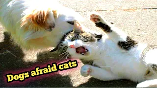 DOGS AFRAID OF CATS (HD) [Funny Pets]