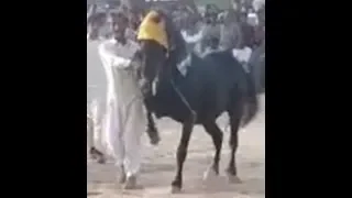 NEW top 10 dance horse dance in Pakistan 2019 - 6 - Ghora dance Pakistan 2019