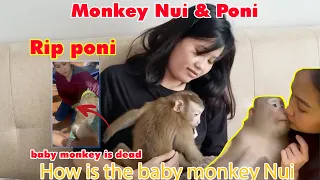 baby monkey Poni is dead|How is the baby monkey Nui, I visit every week