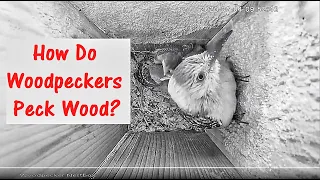 How Do Woodpeckers Peck Hard Wood?