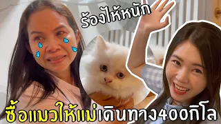 ซื้อแมวให้แม่เดินทาง 400 กิโล