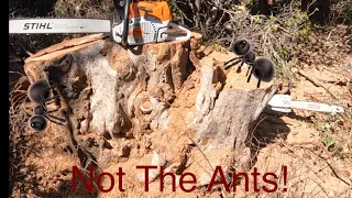 Dead & Dangerous! Part 3 ANTS! Stihl 462 and bucking!