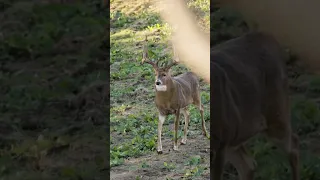 Here he comes! Giant Kansas buck. #bowhunting #whitetail #deerhunting #bigbuck #rut #fall