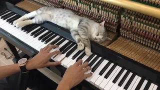 Childhood Lullaby for Cat - Haburu Finished Listening to Sleep