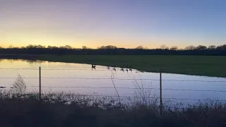 we explore some wooded areas. culvert unclogging. geese! 12/17/22