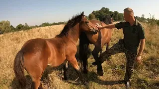 ЛОШИЧКА ПО ПАДИШАХУ НА ПРОДАЖУ 💵