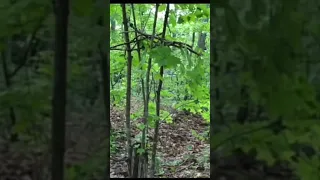 Primitive Wild Man Chatter and Vocalization Recorded on Camera in Woods! Bigfoot?