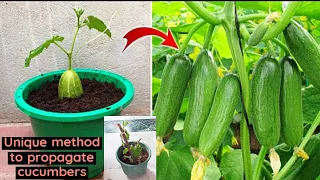 Unique & Best Method To Grow Cucumber 🥒🌱Plant At Home| How to grow cucumbers | 100% Success| Garden