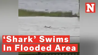 Video Shows Suspected 'Shark' Swimming In Flooded Fort Myers Neighborhood
