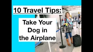 How to Fly With Your Dog (or Cat)