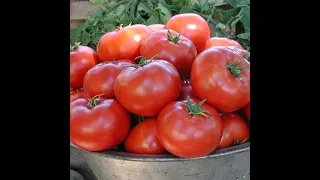 Мясистые,сладкие и сочные сорта томатов с великолепным вкусом, который год сажаю на своей даче! Ч.5.