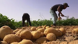 Продовольственные оазисы в алжирской Сахаре