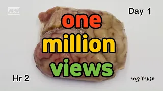 [No editing] Lamb-brain eaten by Maggots Timelapse