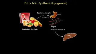 Fatty Acid Synthesis (Lipogenesis)