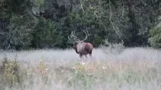 Elk Hunting in Texas: Double B Ranch