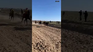 Шабандозсыз Жануар ТОП бастады #compilation #horse #horseriding #rek #war #кокбору #көкпар #финиш