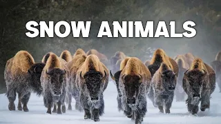 Snow Animals Amazing Scenes in 4k - Wild Animals - Animals 4k