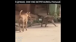 Обезьяна и собака.