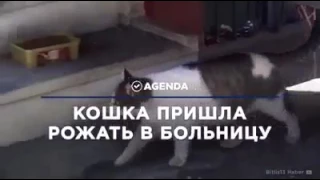 Кошка пришла рожать больницу она не может рожать самостоятельно.Бедная кошка