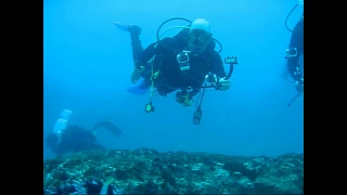 Shark Diving Aliwal Shoal and Protea Banks South Africa  My Diving Clips