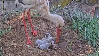 White storks in Tukums, Latvia | Storks Mom feeding her little babies | May 19, 2024