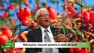 Macesele pentru o suta de boli 15 10 2020