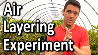 Air Layering Experiment | Fig Propagation