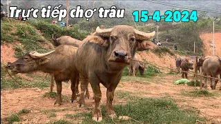 TRỰC TIẾP CHỢ TRÂU CỐC LY NGÀY 15-4-2024 / TRÂU GIÁ RẺ HIỆN NAY