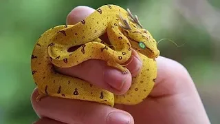 6 einzigartigste exotische Reptilien der Welt!