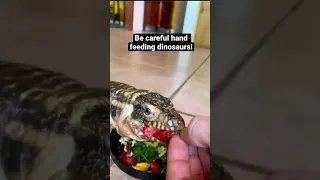 Hand Feeding Bone Crushing Lizard 🦖 #dinosaur #pets #short
