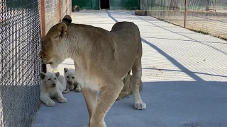 Лейла пытается забрать ЛЬВЯТ В ДОМИК !!!